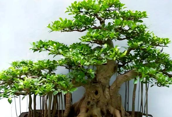 榕树榕树怎么养护？榕树盆景养护的常见问题？