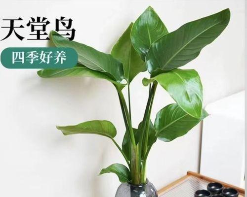 鹤望兰养殖方法是什么？如何让鹤望兰开出更多花朵？