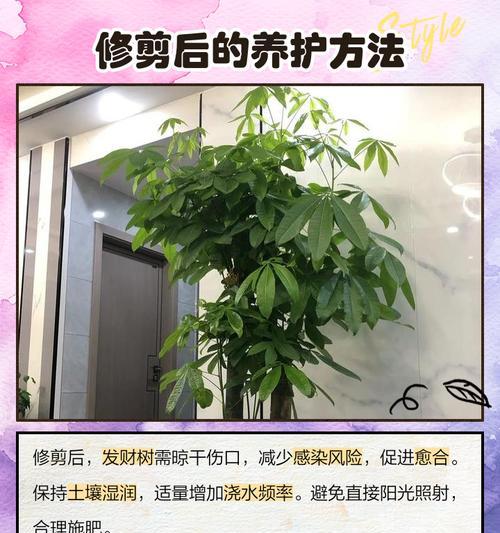富贵树的修剪技巧有哪些？如何通过修剪保持富贵树的美观？