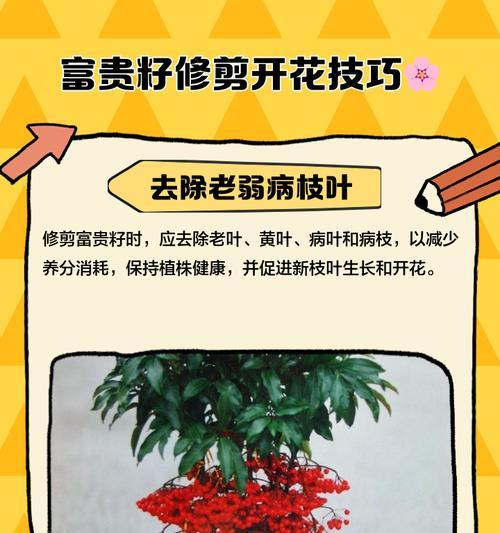 富贵树的修剪技巧有哪些？如何通过修剪保持富贵树的美观？