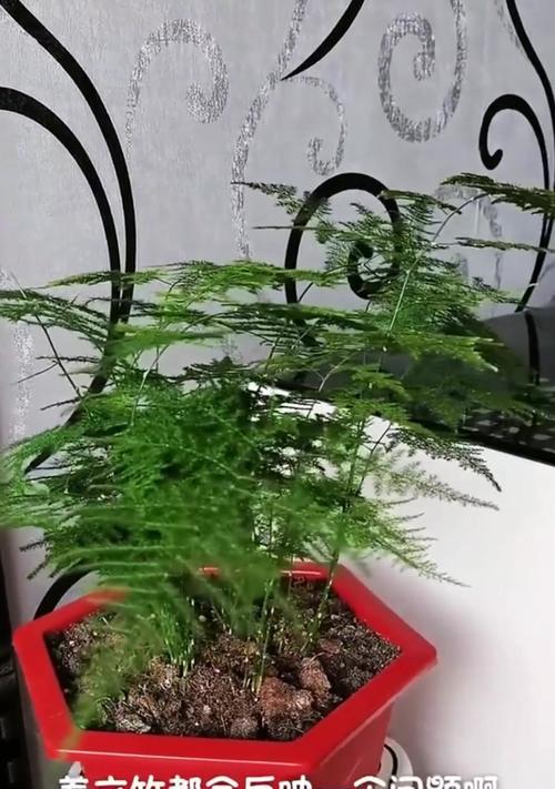 文竹怎么养矮？矮化文竹的技巧是什么？