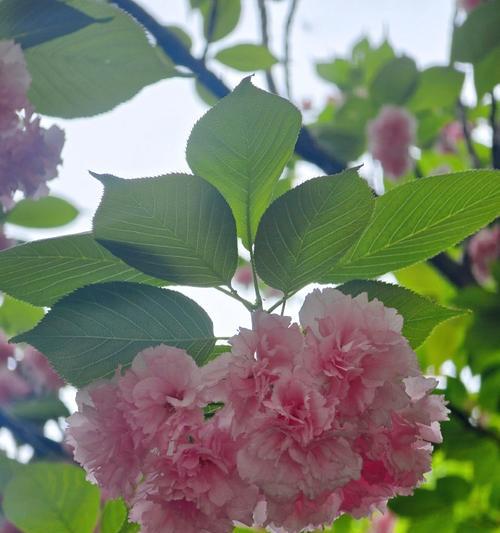 蔷薇科花有哪些？蔷薇科植物的养护要点是什么？
