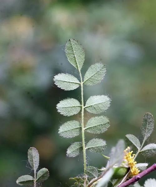 蔷薇科花有哪些？蔷薇科植物的养护要点是什么？