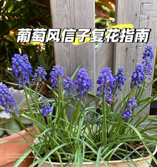 风信子枯萎后如何挽救？复壮技巧有哪些？