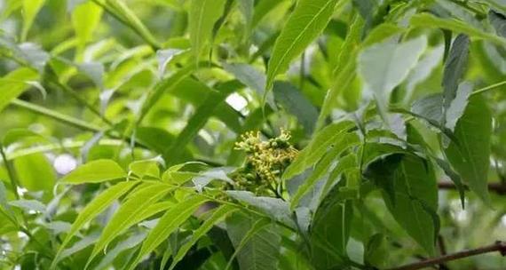 黄树叶有哪些？如何处理和预防？
