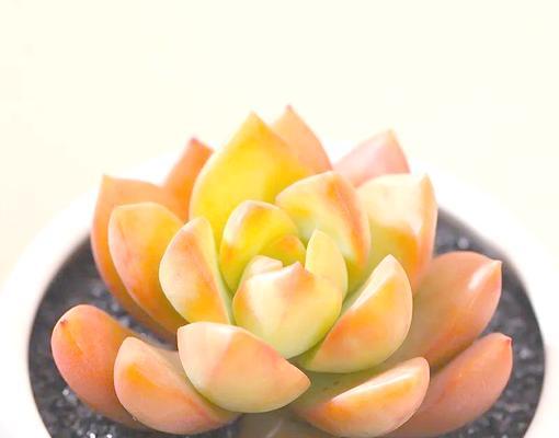 黄丽养护需要注意什么？如何保持其鲜艳色彩？