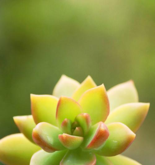 黄丽养护需要注意什么？如何保持其鲜艳色彩？