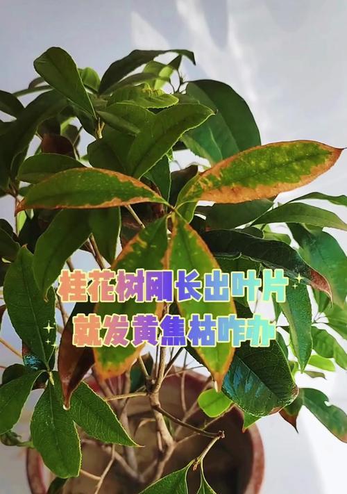 桂花掉叶子的原因是什么？如何预防和处理？
