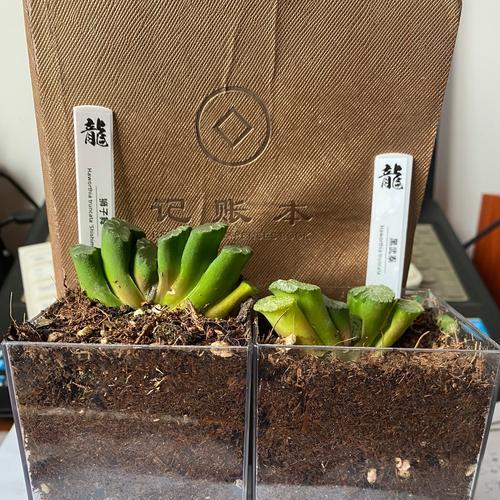 椰砖是什么材料制成的？椰砖在园艺中的用途是什么？