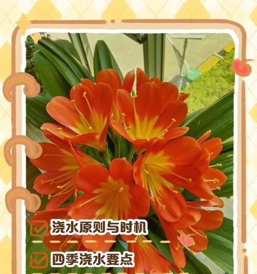 花卉浇水的最佳时间是什么时候？如何判断花卉是否需要浇水？