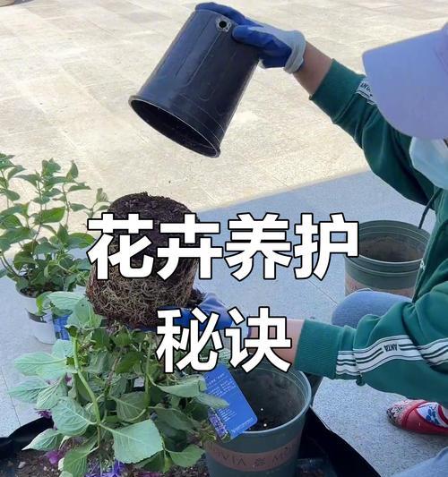 花卉浇水的最佳时间是什么时候？如何判断花卉是否需要浇水？