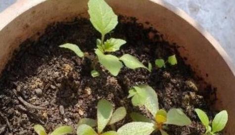 玫瑰花枝种植方法是什么？如何快速生根发芽？