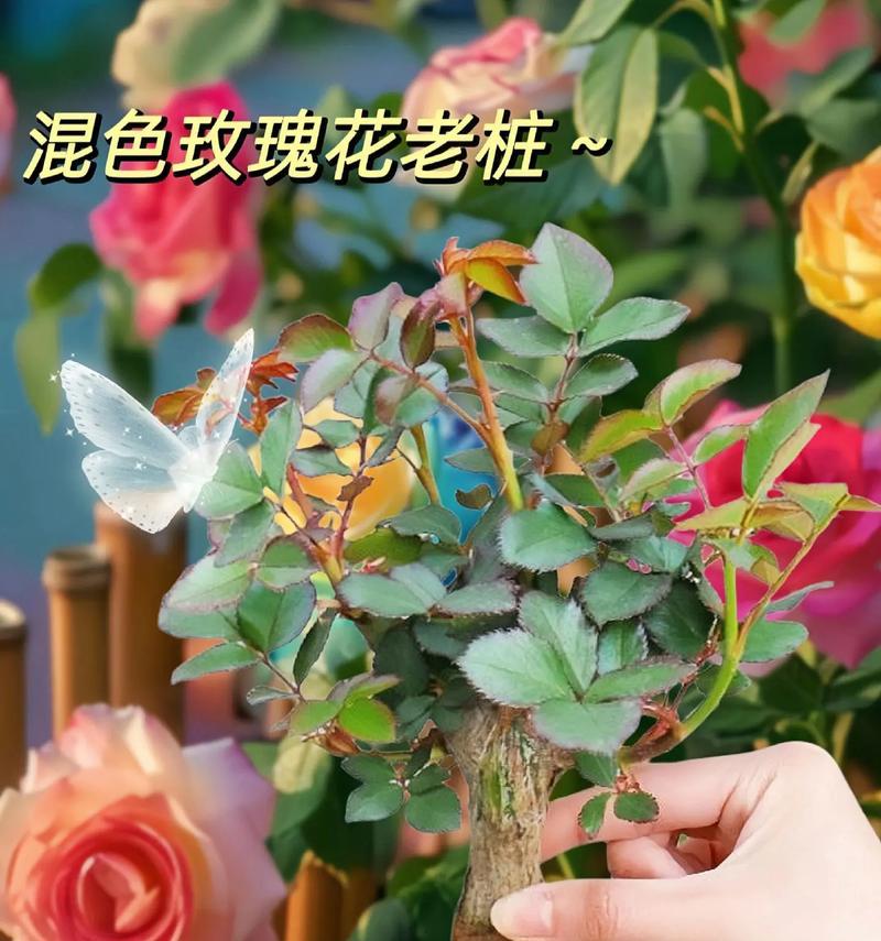 玫瑰花枝种植方法是什么？如何快速生根发芽？