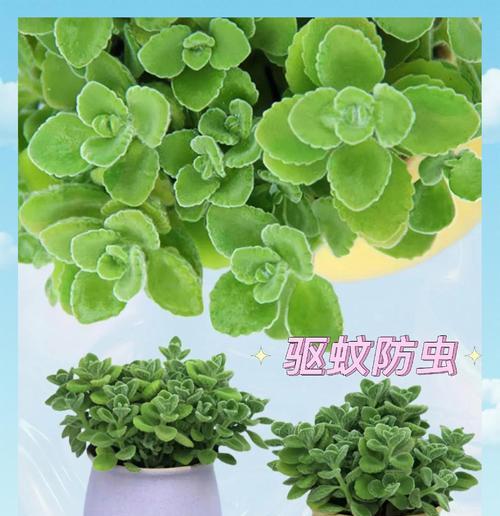 碰碰香叶子发黄是什么原因？如何有效解决？