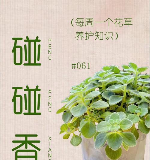 碰碰香叶子发黄是什么原因？如何有效解决？