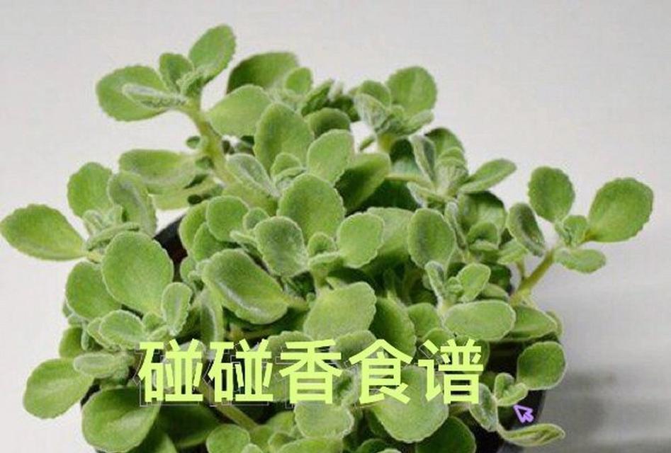 碰碰香叶子发黄是什么原因？如何有效解决？