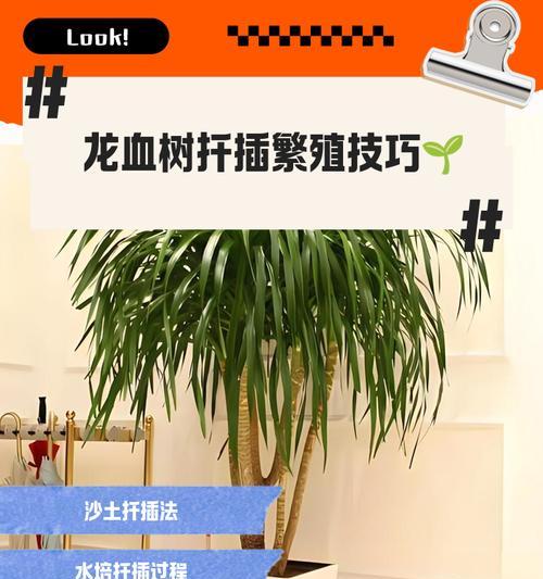 龙血树修剪的正确方法是什么？