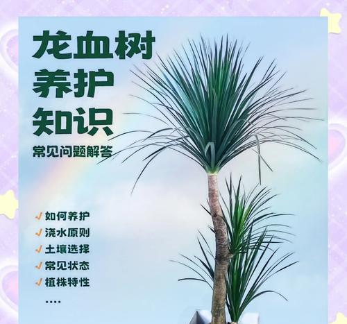 龙血树修剪的正确方法是什么？