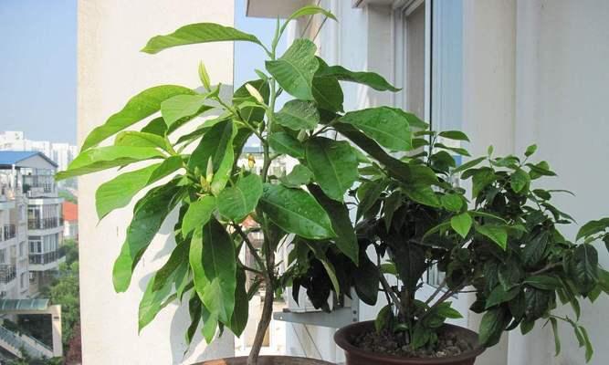 白兰花的开花时间是什么时候？
