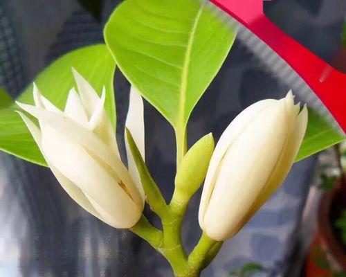 白兰花的开花时间是什么时候？