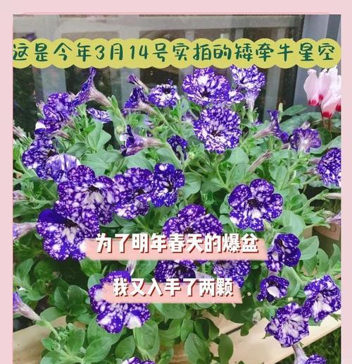 矮牵牛种子怎么种植？矮牵牛的播种技巧是什么？
