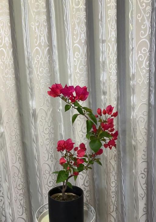 珠珠花的养殖技巧是什么？