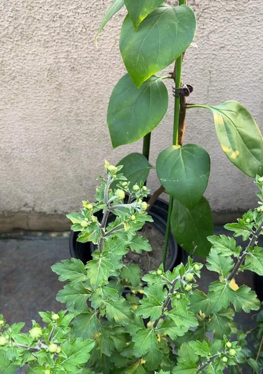 珠珠花的养殖技巧是什么？