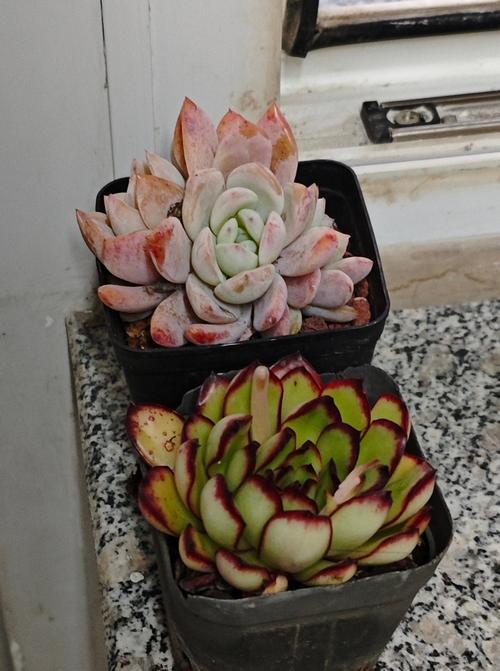 珠珠花的养殖技巧是什么？