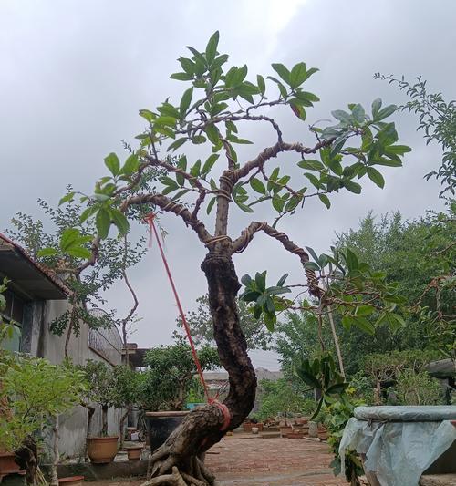桂花多开花的秘诀是什么？