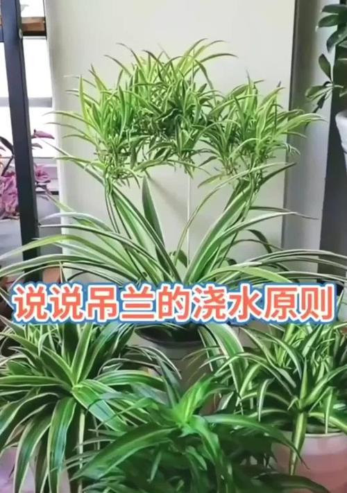 吊兰浇水的最佳时间是什么时候？