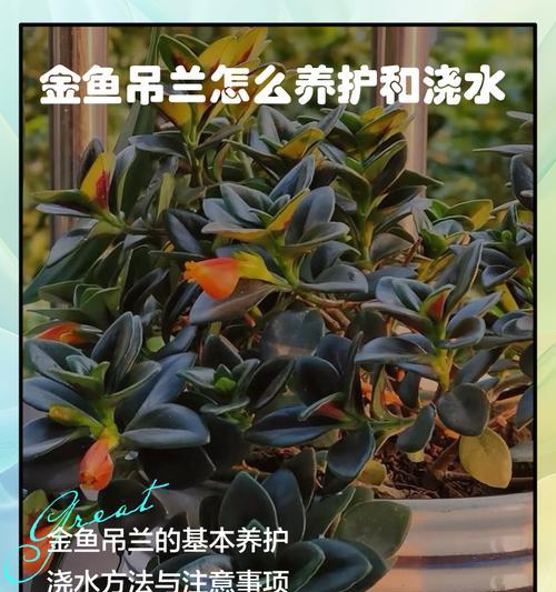 吊兰浇水的最佳时间是什么时候？