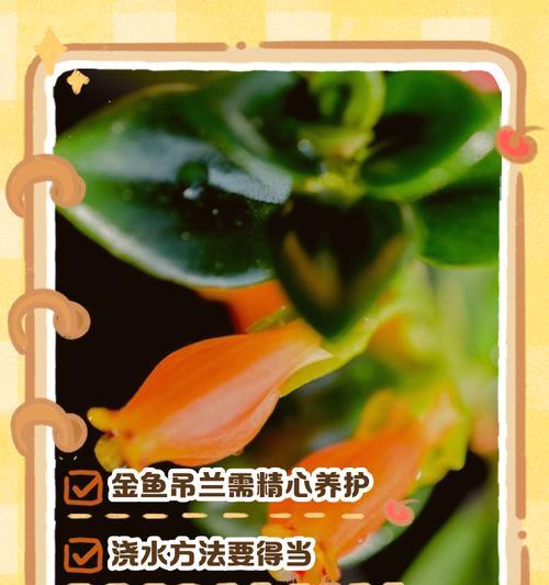 吊兰浇水的最佳时间是什么时候？