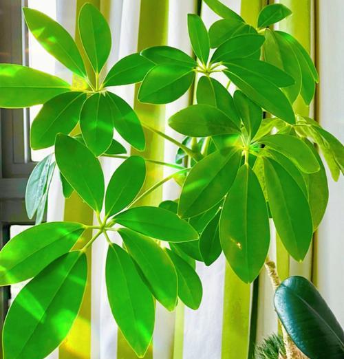 观叶的植物有哪些？适合室内种植的有哪些？