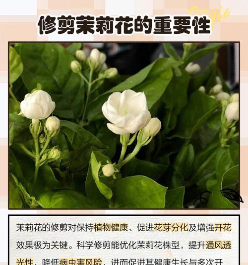 茉莉剪枝的最佳时机和方法是什么？