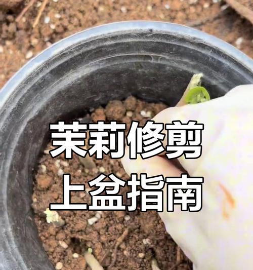 茉莉剪枝的最佳时机和方法是什么？