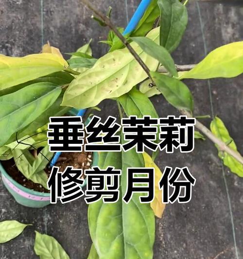 茉莉剪枝的最佳时机和方法是什么？