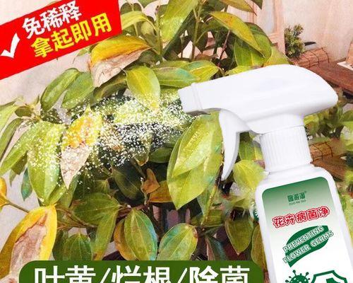 平安树烂叶了怎么办？平安树烂叶的处理方法是什么？