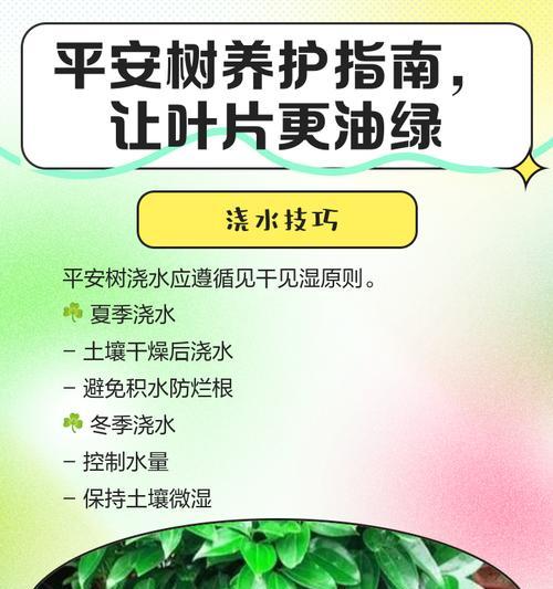 平安树烂叶了怎么办？平安树烂叶的处理方法是什么？