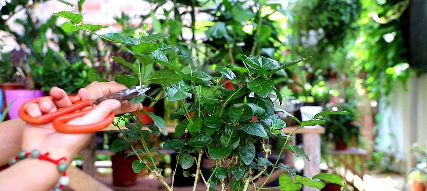 茉莉插花的正确方法是什么？怎样保持新鲜？