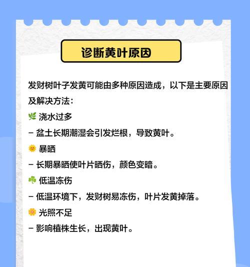发财树嫩叶发黄怎么办？如何预防和处理？