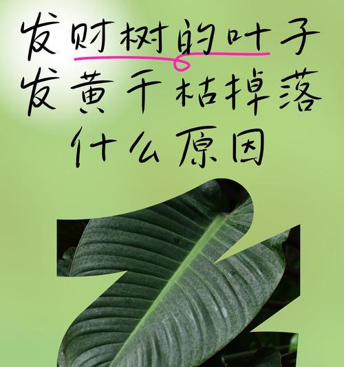 发财树嫩叶发黄怎么办？如何预防和处理？