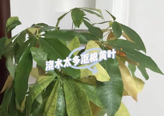 发财树嫩叶发黄怎么办？如何预防和处理？
