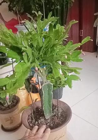 仙人指最佳嫁接时间是什么时候？嫁接仙人指的步骤是怎样的？