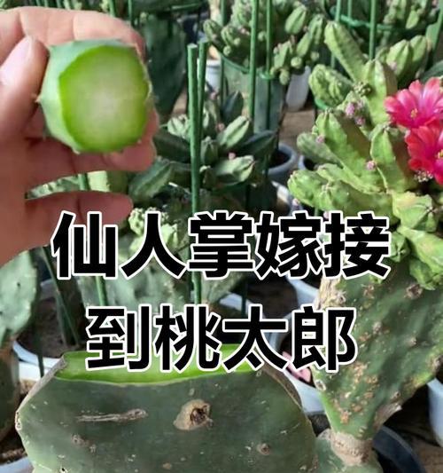仙人指最佳嫁接时间是什么时候？嫁接仙人指的步骤是怎样的？