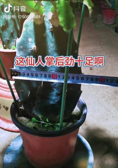 仙人指最佳嫁接时间是什么时候？嫁接仙人指的步骤是怎样的？
