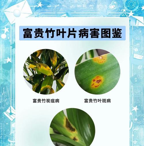 富贵竹黄叶怎么回事？找出原因并解决！
