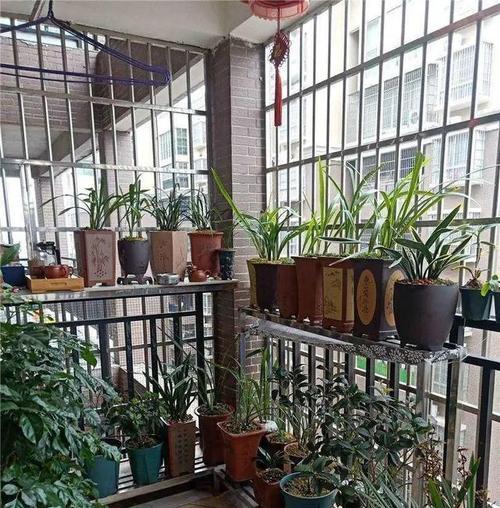 阳台兰花养护技巧有哪些？