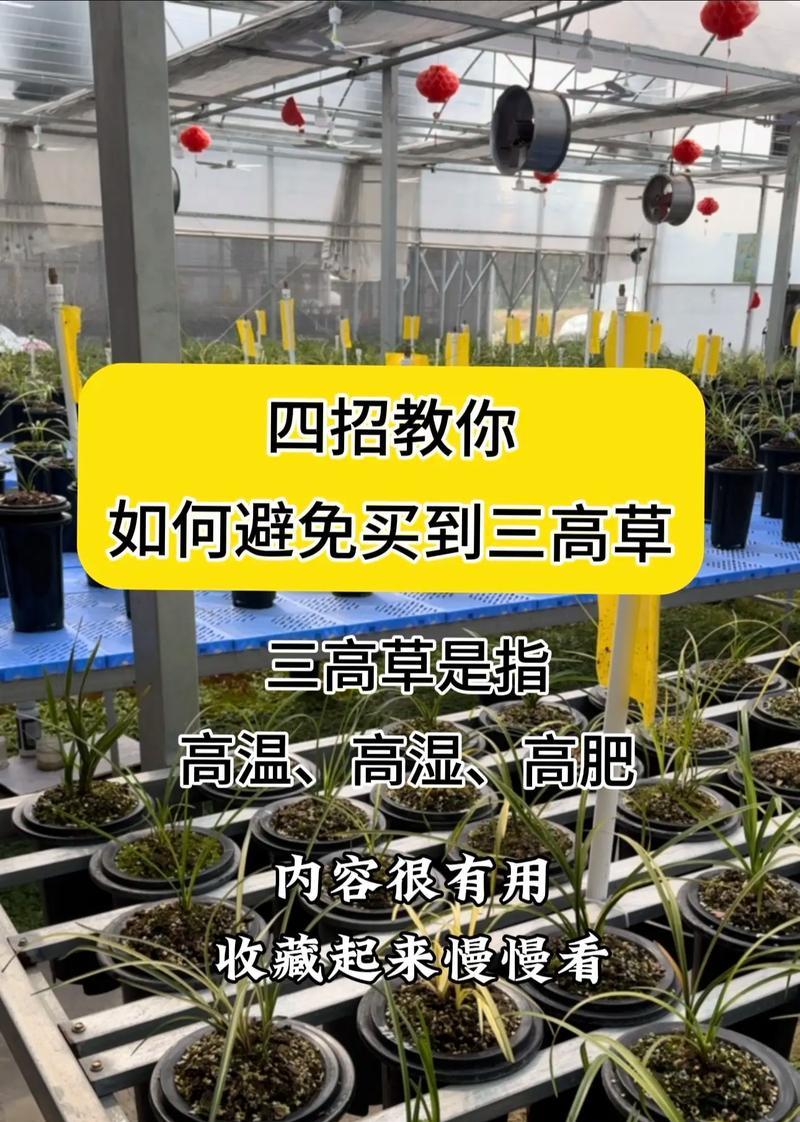 阳台兰花养护技巧有哪些？