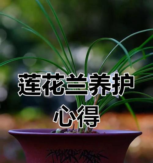 阳台兰花养护技巧有哪些？