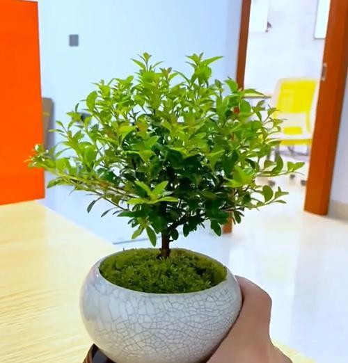 赤楠盆景冬季的养护技巧有哪些？如何防止冻害？